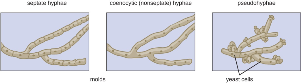 types of fungal hyphae