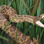 NATIONAL GUIDELINES FOR SNAKEBITE MANAGEMENT IN NEPAL