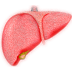 Alcohol and alcoholic liver Disease notes medical students. Fattty liver disease, liver cirrhosis NHPC, NNC and NMC