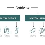 Micronutrients and macronutrients, diseases caused by nutrient defecit, daily requirement ppt 2081