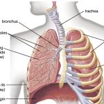 Pneumonia and chest infections MCQ FOr 2025 : NHPC, NNC, MEC and NMC