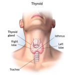 थाईराइड भनेको के हो? थाइराइडको लक्षण र कारणहरु Thyroid In Nepali