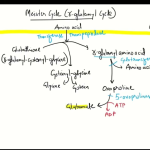 Meister cycle g-glutamyl cycle Mnemonic