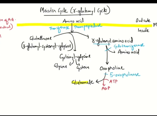 meister cycle mnemonics