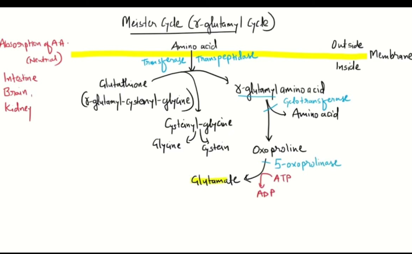 meister cycle mnemonics