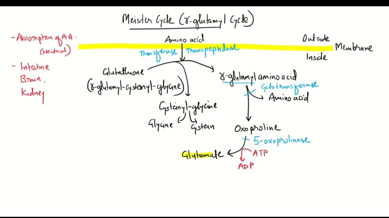 Meister cycle g-glutamyl cycle Mnemonic