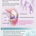 Osgood-Schlatter Disease (OSD)