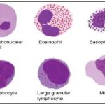 WBCs, MCQs regarding wbcNNC license exams preparation Nepali