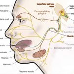 Topodiagnostic Tests of the Facial Nerve