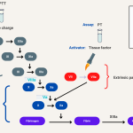 Bleeding Disorders Notes