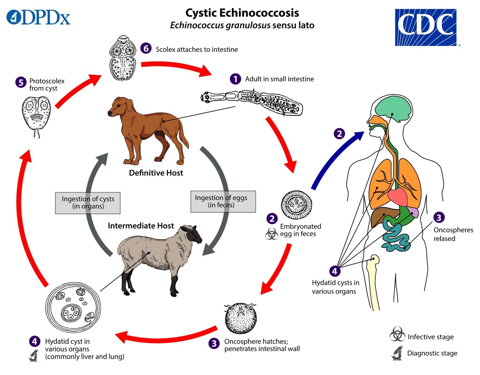 Casoni's Test : Notes (Echinococcus) - Dr Chaitanya Joshi, MD