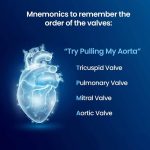 Mnemonic to remember heart valves in order