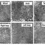 Fingerprinting Forensics (medical student notes)