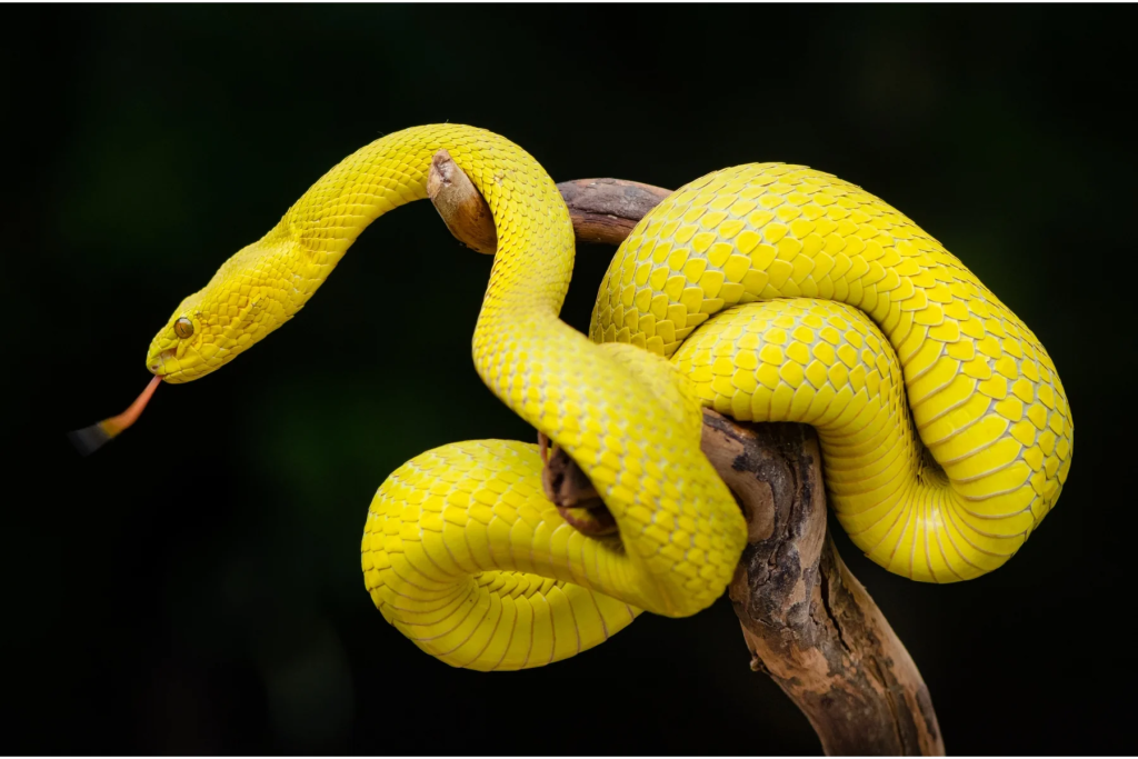 a yellow snake in stick