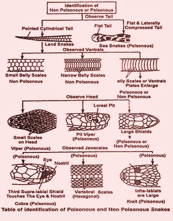 method of identification of venomous and non venomous snake