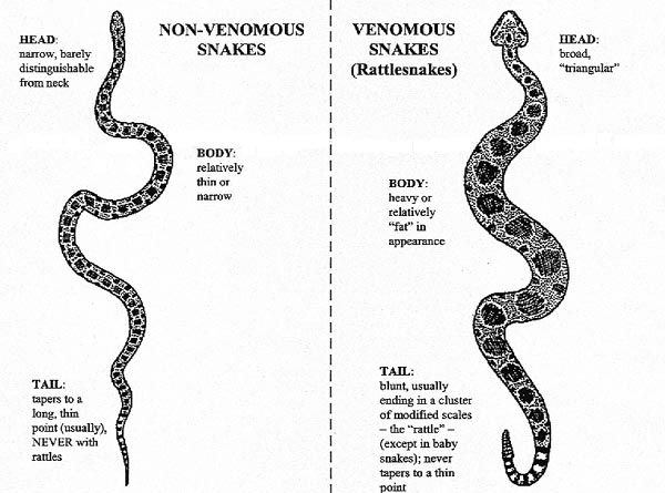 venomous and non venomous snake
