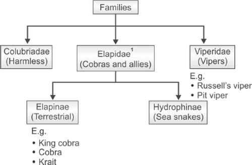 classification of snakes