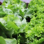 Scientists Develop Gene-Edited Lettuce to Combat Micronutrient Deficiencies