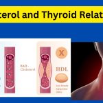 Does hypothyroidism increase LDL Cholesterol, Here is New Fact about Your heart and thyroid?