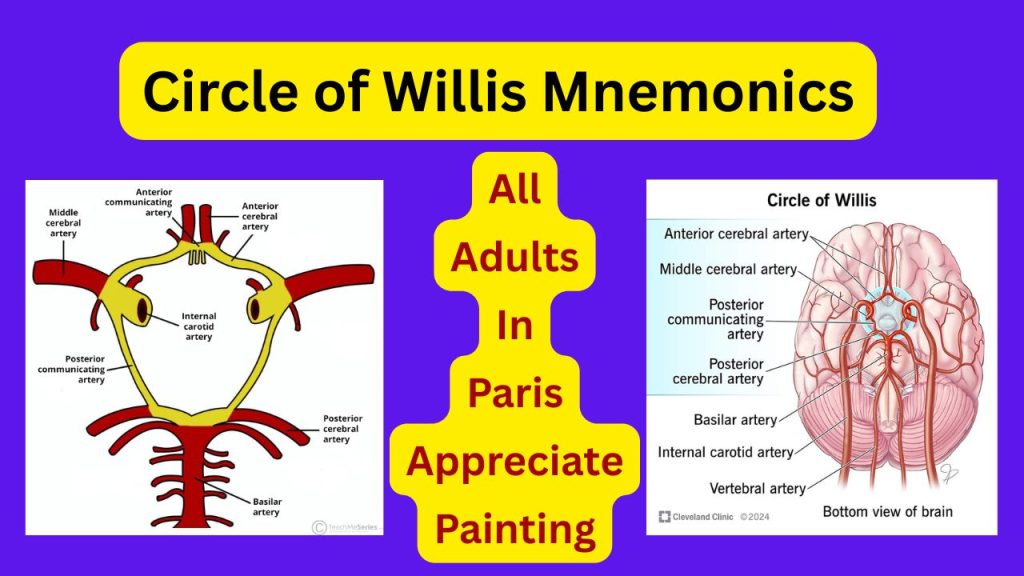 Cerebral and Cerebellar circulation (circle of willis mnemonics?) - Dr ...