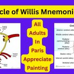 Cerebral and Cerebellar circulation (circle of willis mnemonics?)
