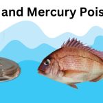 Why are fish contaminated with mercury?