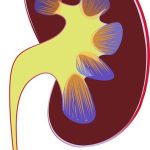 Important Points in Renal System