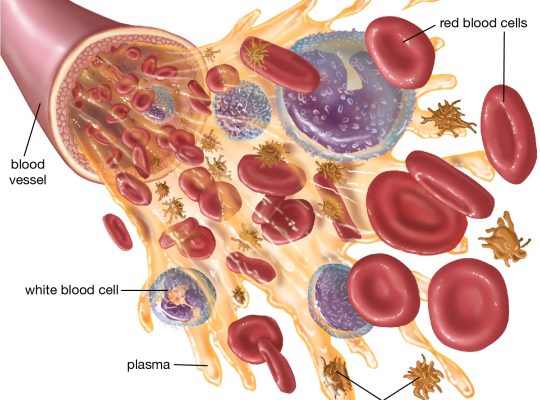 blood cells