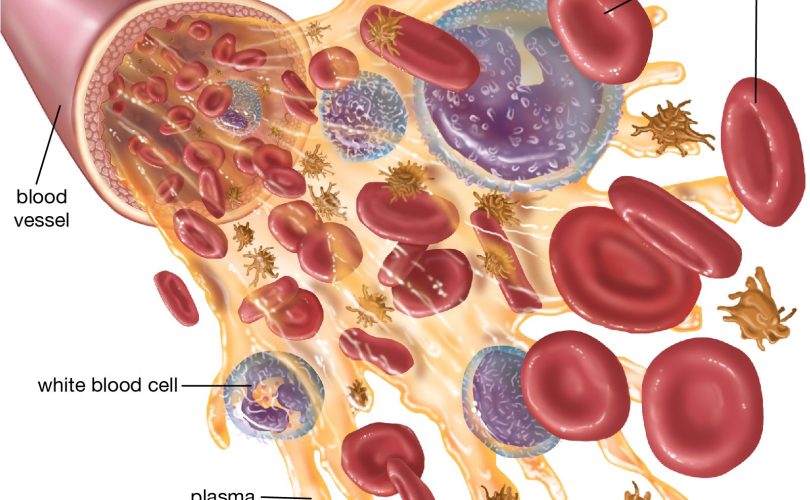 blood cells