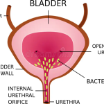 6 Common Drugs Used for UTI (urinary tract infection) Prophylaxis in Children