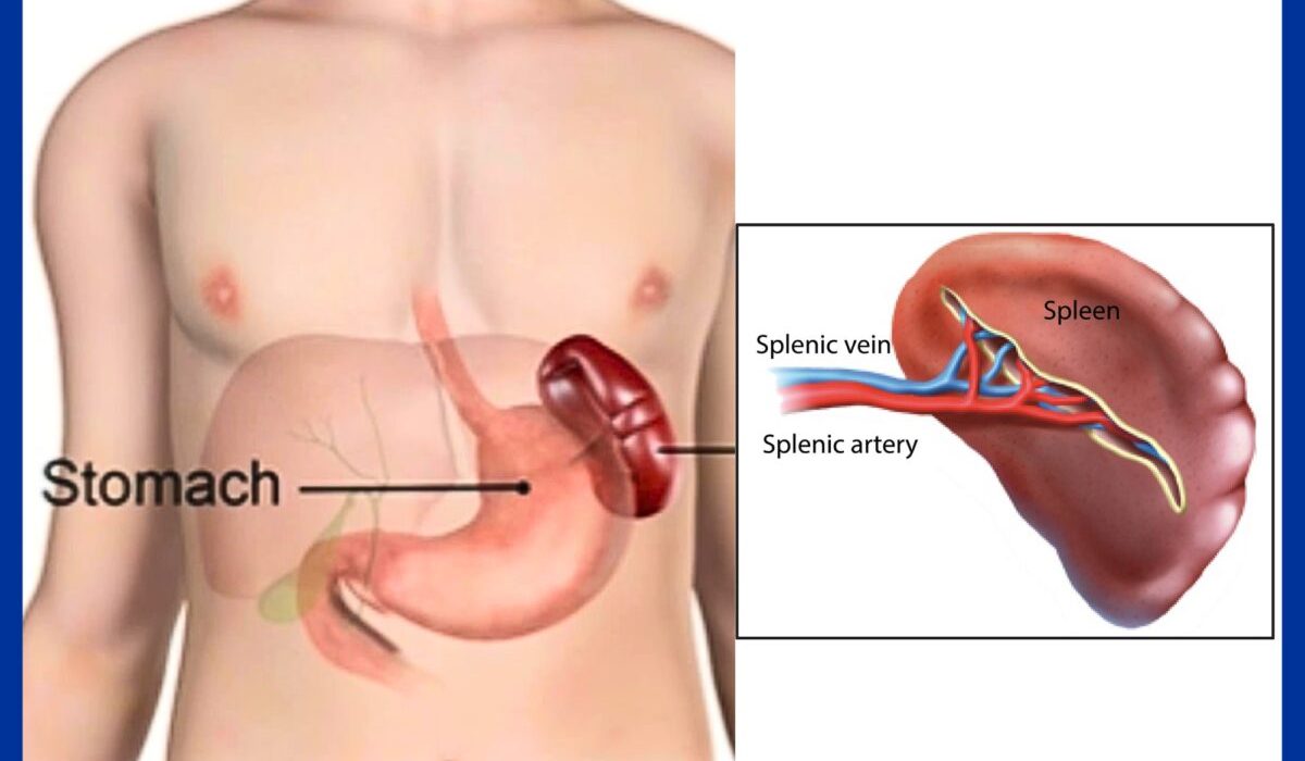 spleen MCQ