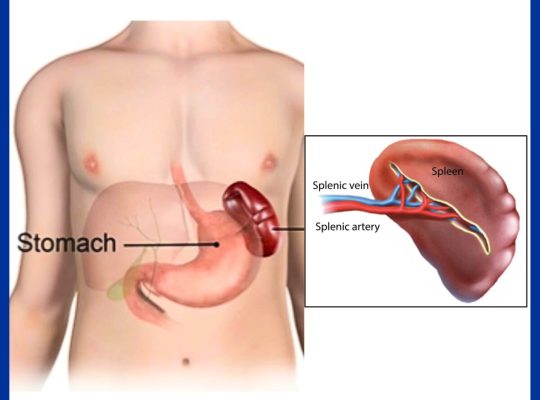 spleen MCQ